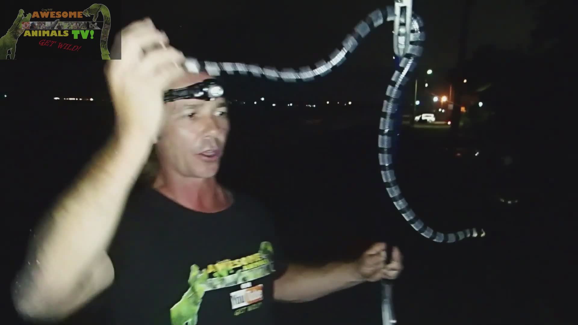 Beach where venomous sea snakes emerge from ocean onto land daily