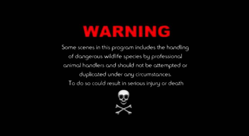 Ranking ten most dangerous animals and understanding their threats