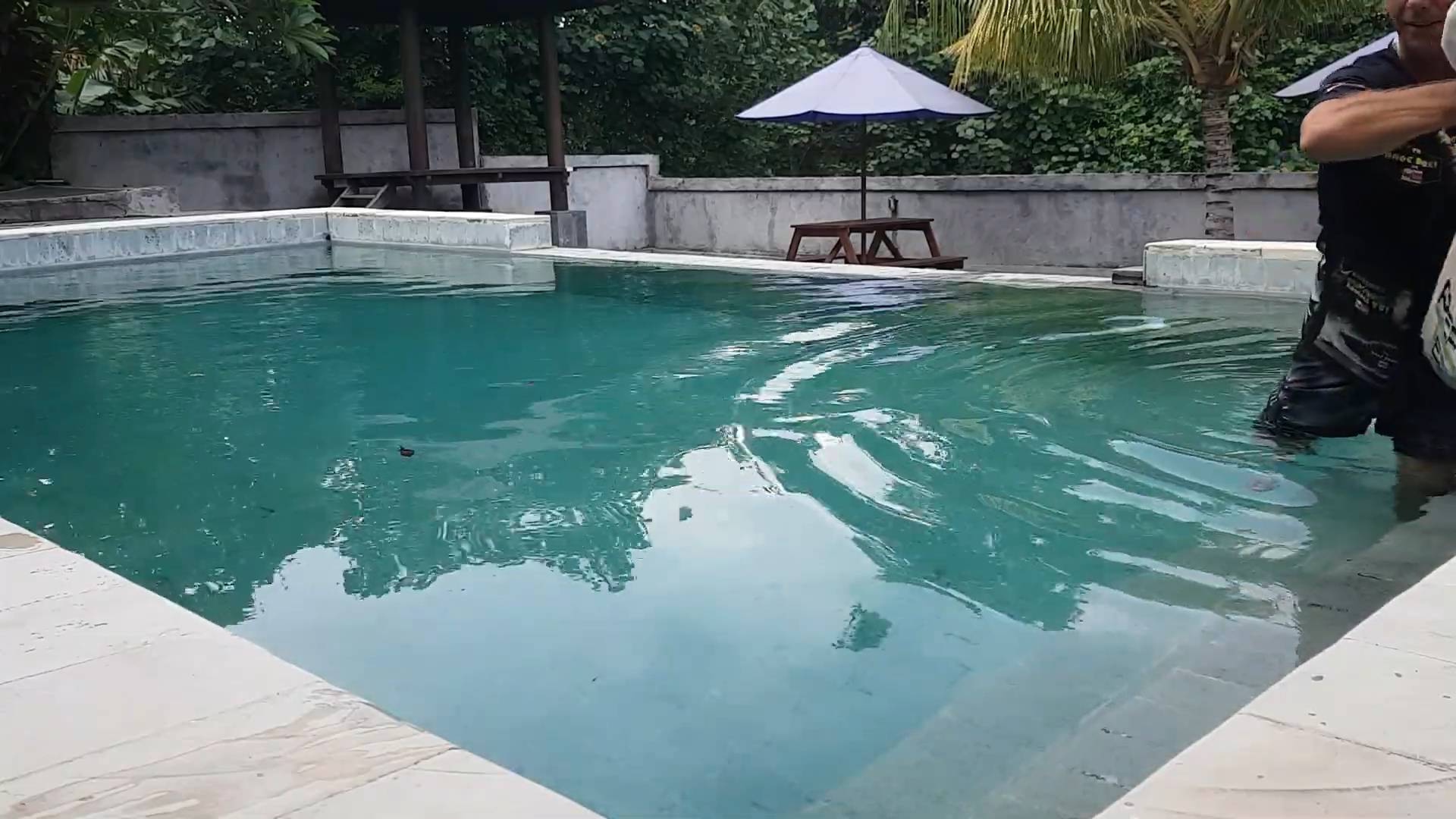 Discovering enormous python swimming in backyard pool without permission