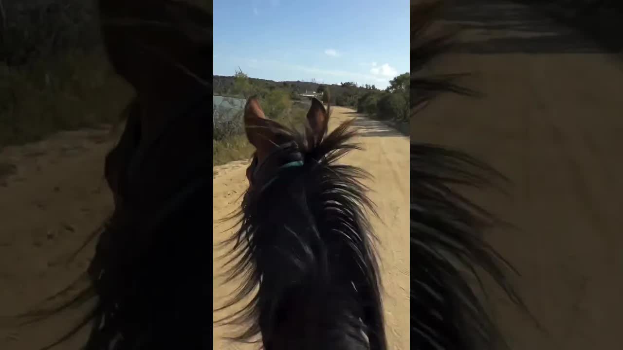 All he was saying was “neighhh” 😊❤️ He was calling for the others, searching, listening, feeling.