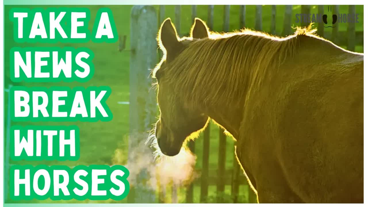 STOP 🛑 Watching the News Now! 🐴😁 20 Minutes of Horses to Inspire Hope