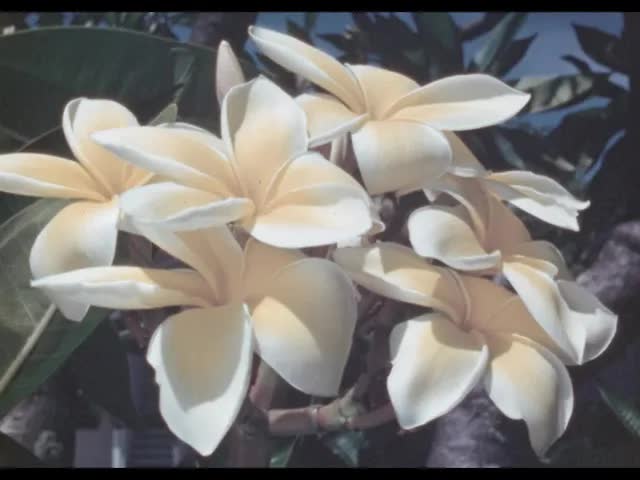 Flowering Trees Of Hawaii (silent)