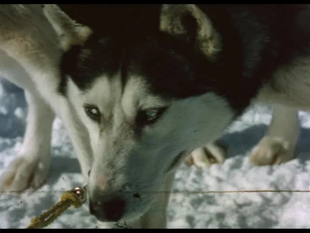 [Alaska Sled Dogs] (silent, raw footage)