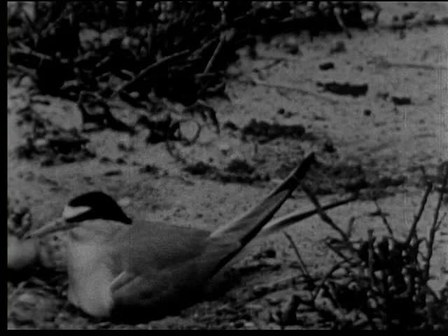 The Last Tern