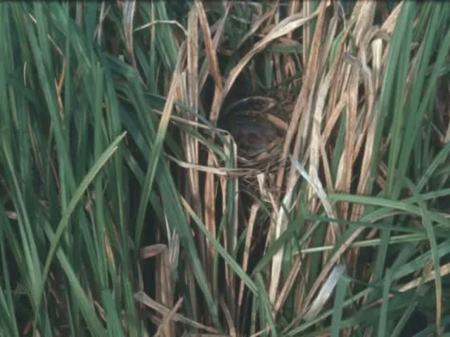 PHXBirdHomes