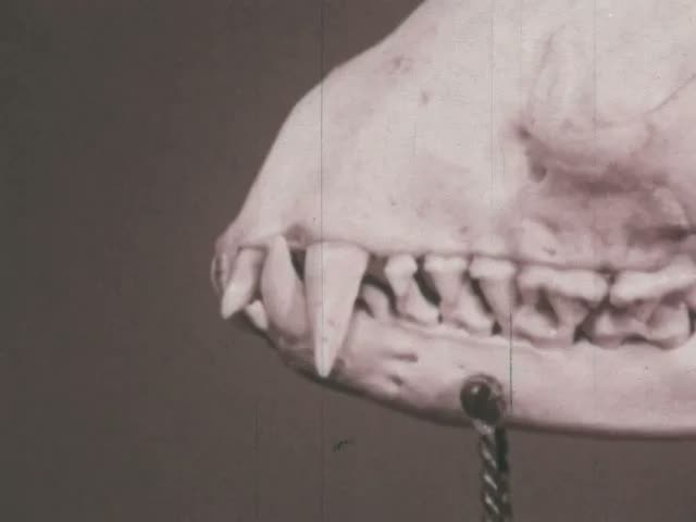 Small Predatory Animals (1973)