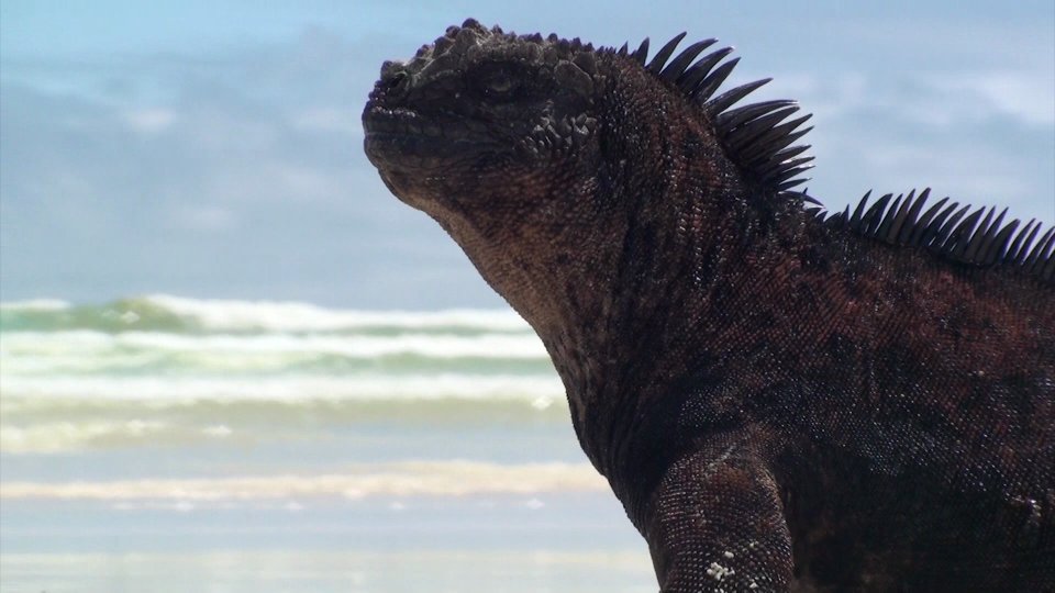 Discovering unique iguana species in Galapagos Islands during research
