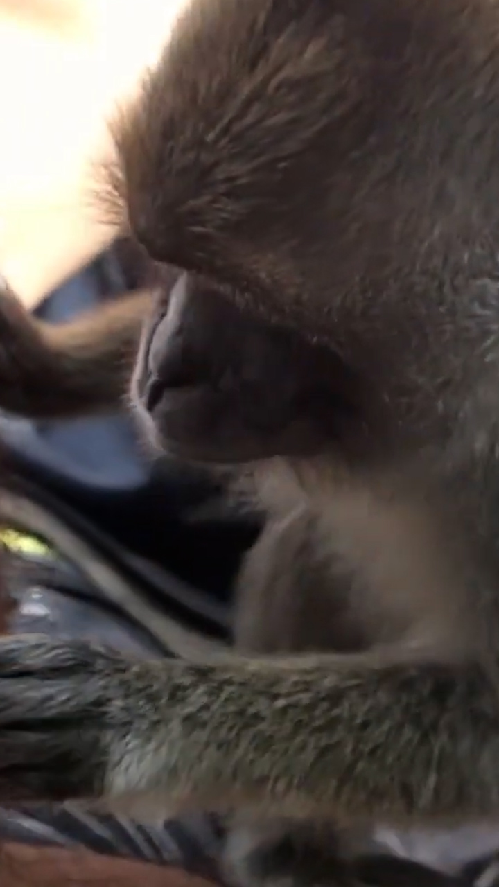 Witnessing bizarre wild monkey behavior caught on camera