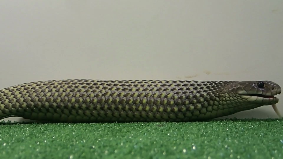 Discovering venomous snake species in the wild during field research