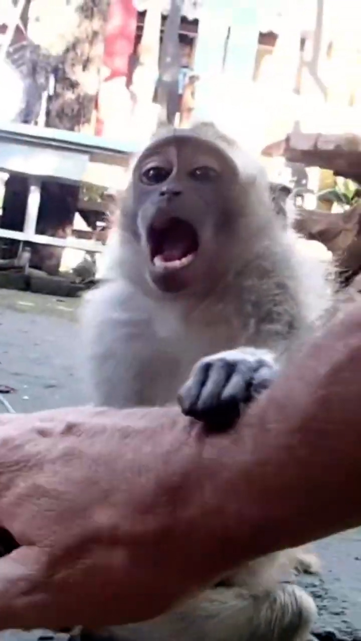 (Witnessing wild monkey behavior caught on camera in jungle habitat) [NEW VIDEO - Variant A]