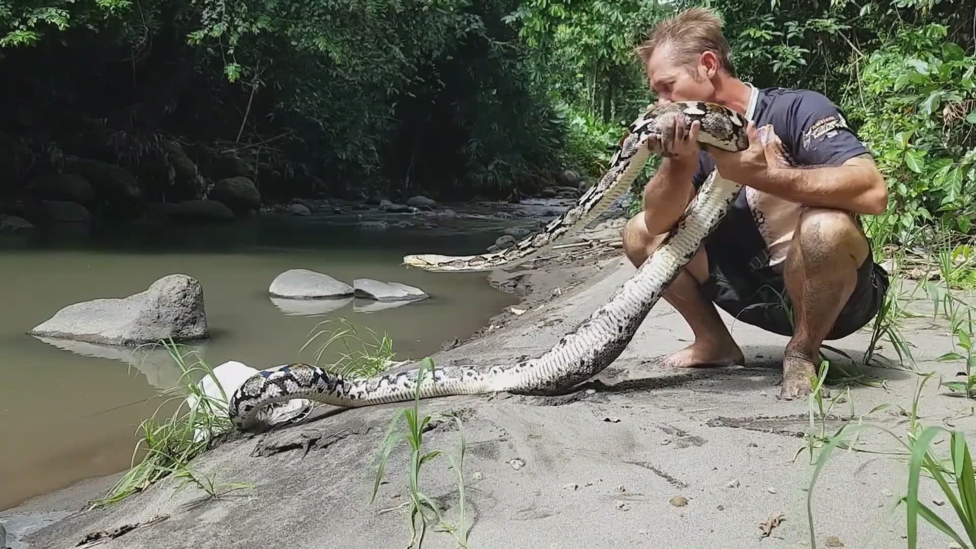 Witnessing record-breaking python species during field research