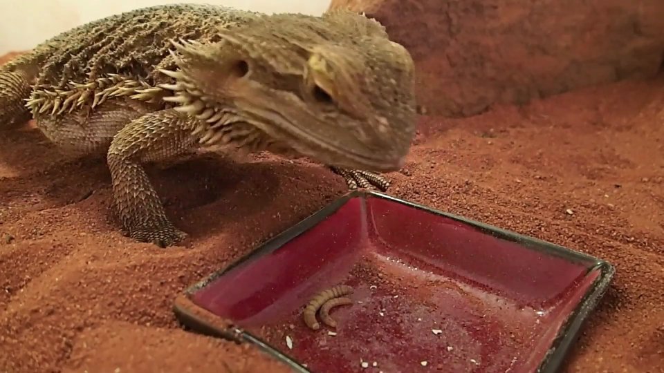 Witnessing bearded dragon lizard in Australian outback caught on camera