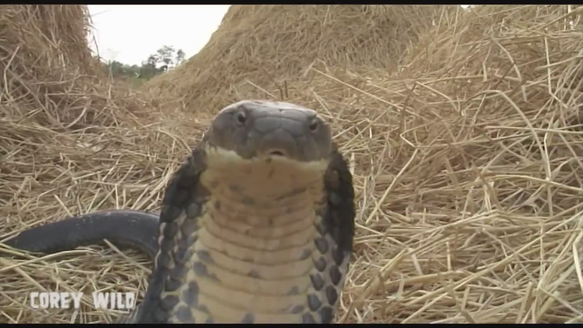 Discovering giant king cobra species in the wild