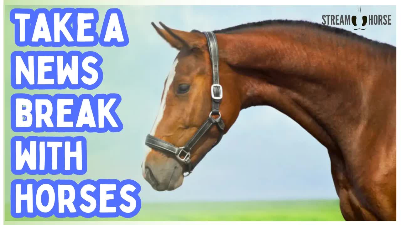 Has the News Left You On Low Battery? 🔋⚡ 20 Minutes of All-Natural Horsepower 🐎🔥