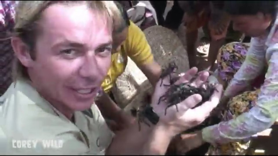Witnessing massive tarantula spiders in remote village caught on camera
