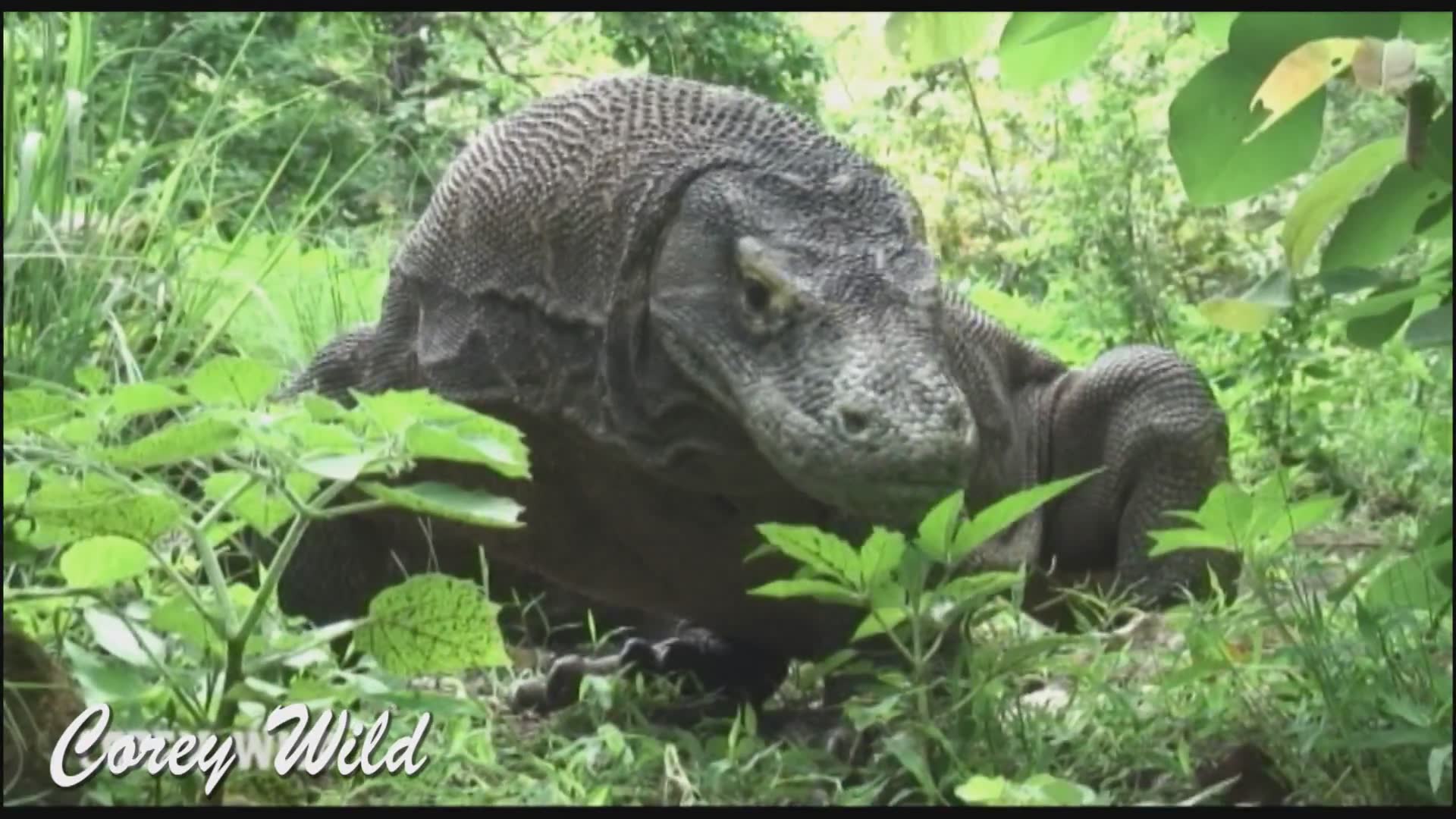 Witnessing dangerous wildlife encounters during field expeditions