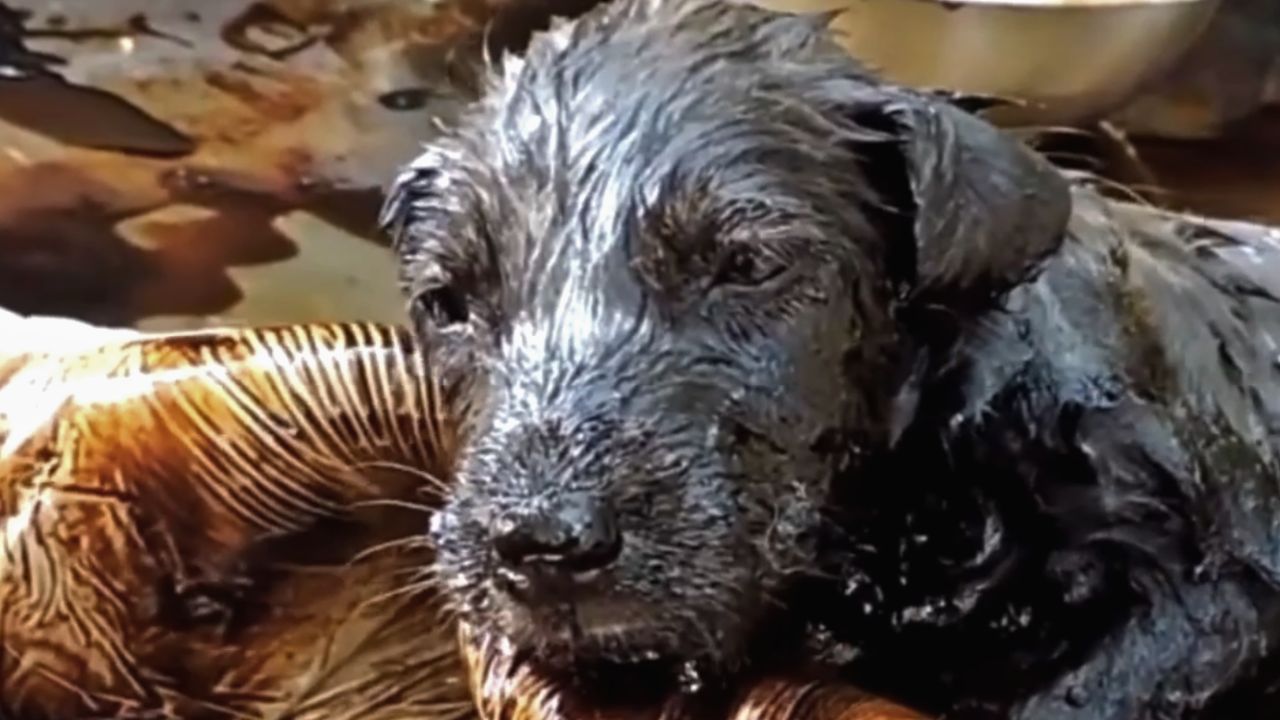 Fake animal rescuers caught staging dangerous situations on camera for views