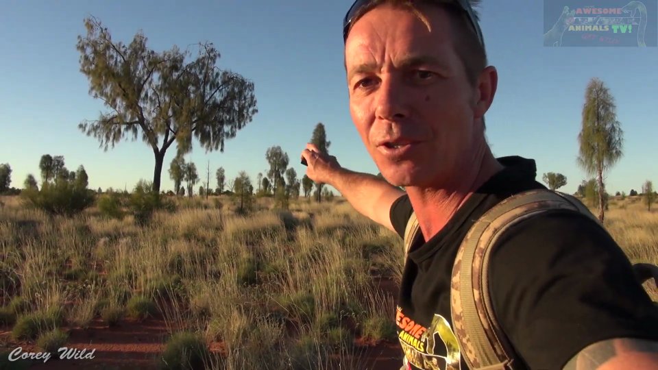 Discovering wild camel herds in Australian outback during expedition