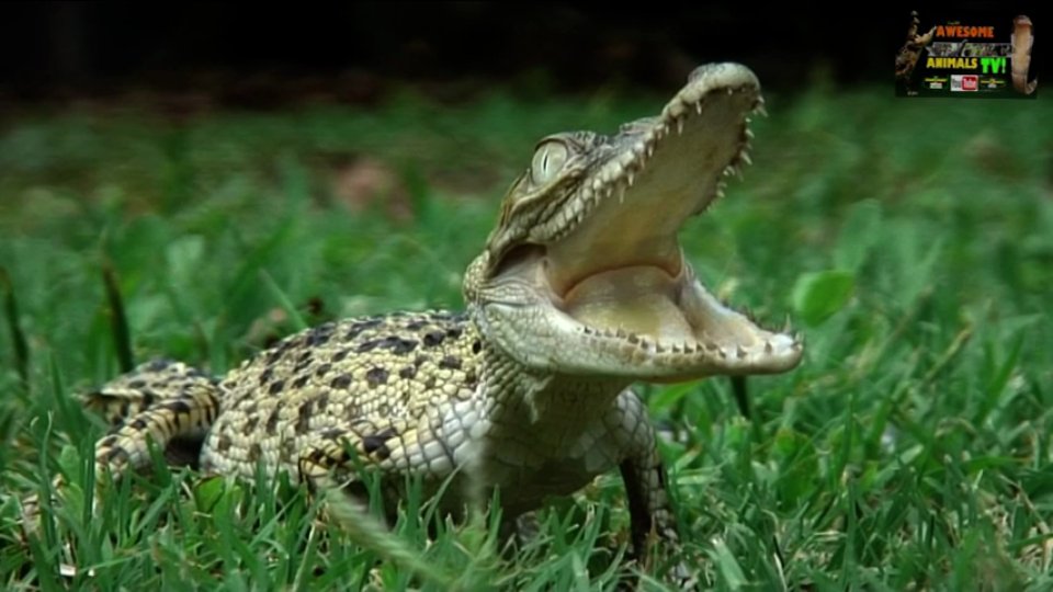 Witnessing dangerous saltwater crocodile nest during field research