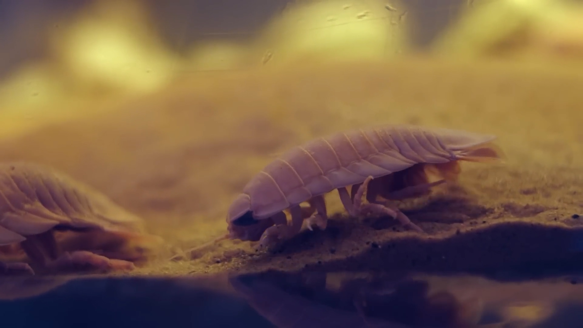 Deep ocean creatures whose photos genuinely make biologists question their career choices