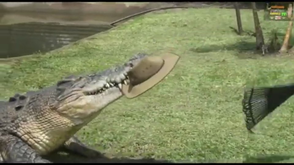Why you should never approach massive crocodiles in the wild
