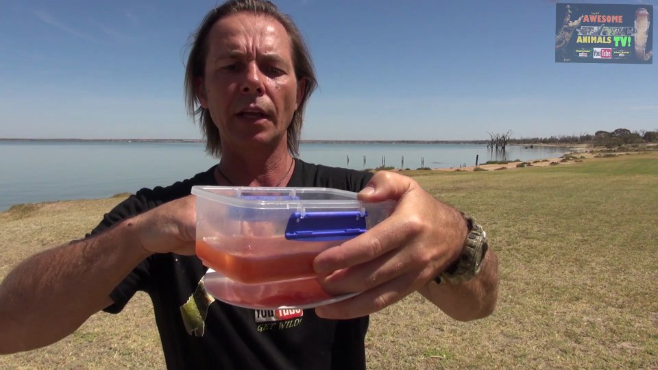Catching massive carp in the wild for traditional sushi preparation