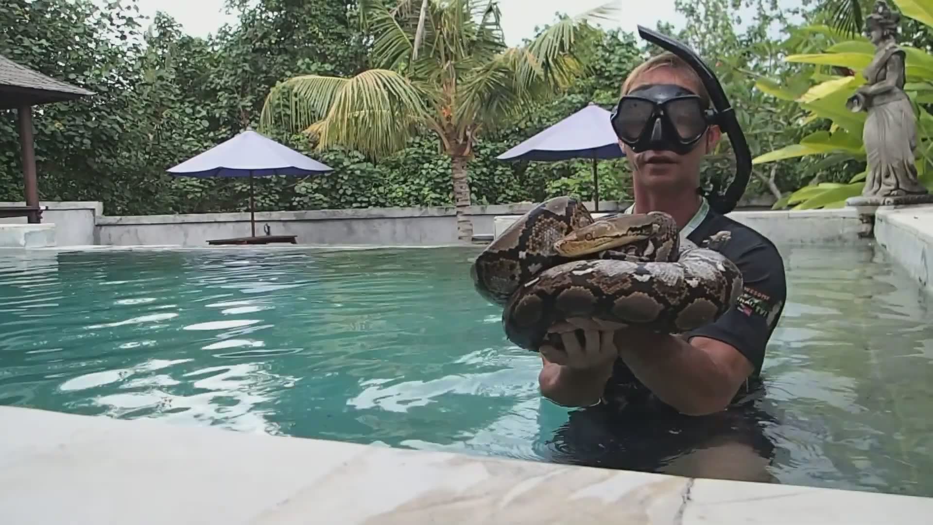 Witnessing enormous python power caught on camera