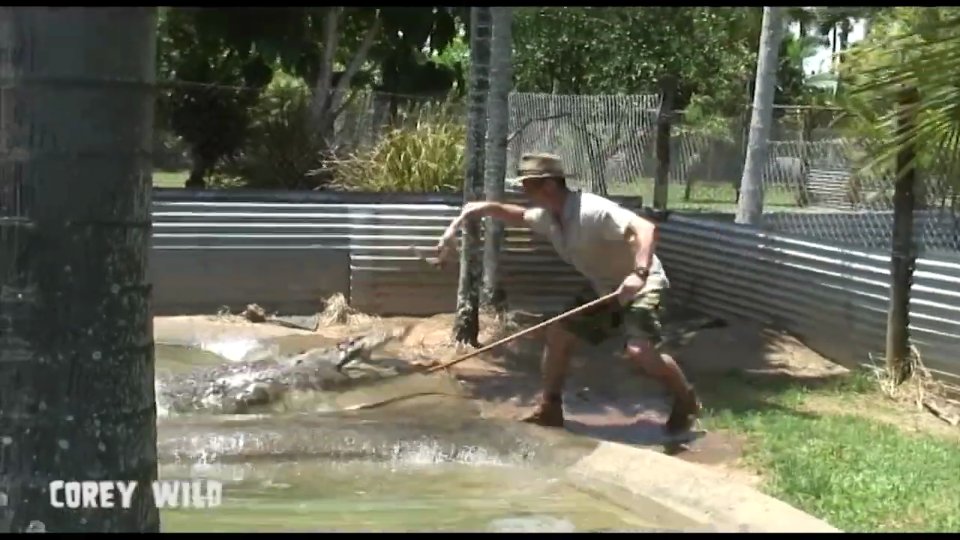 Witnessing enormous monster crocodiles in the wild during field research