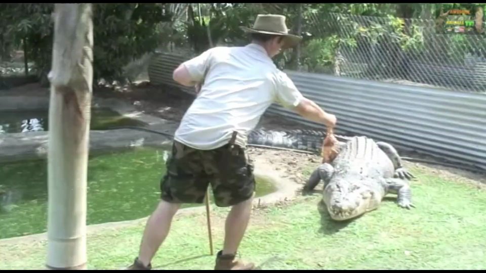 Witnessing massive monster crocodile in Australian wilderness