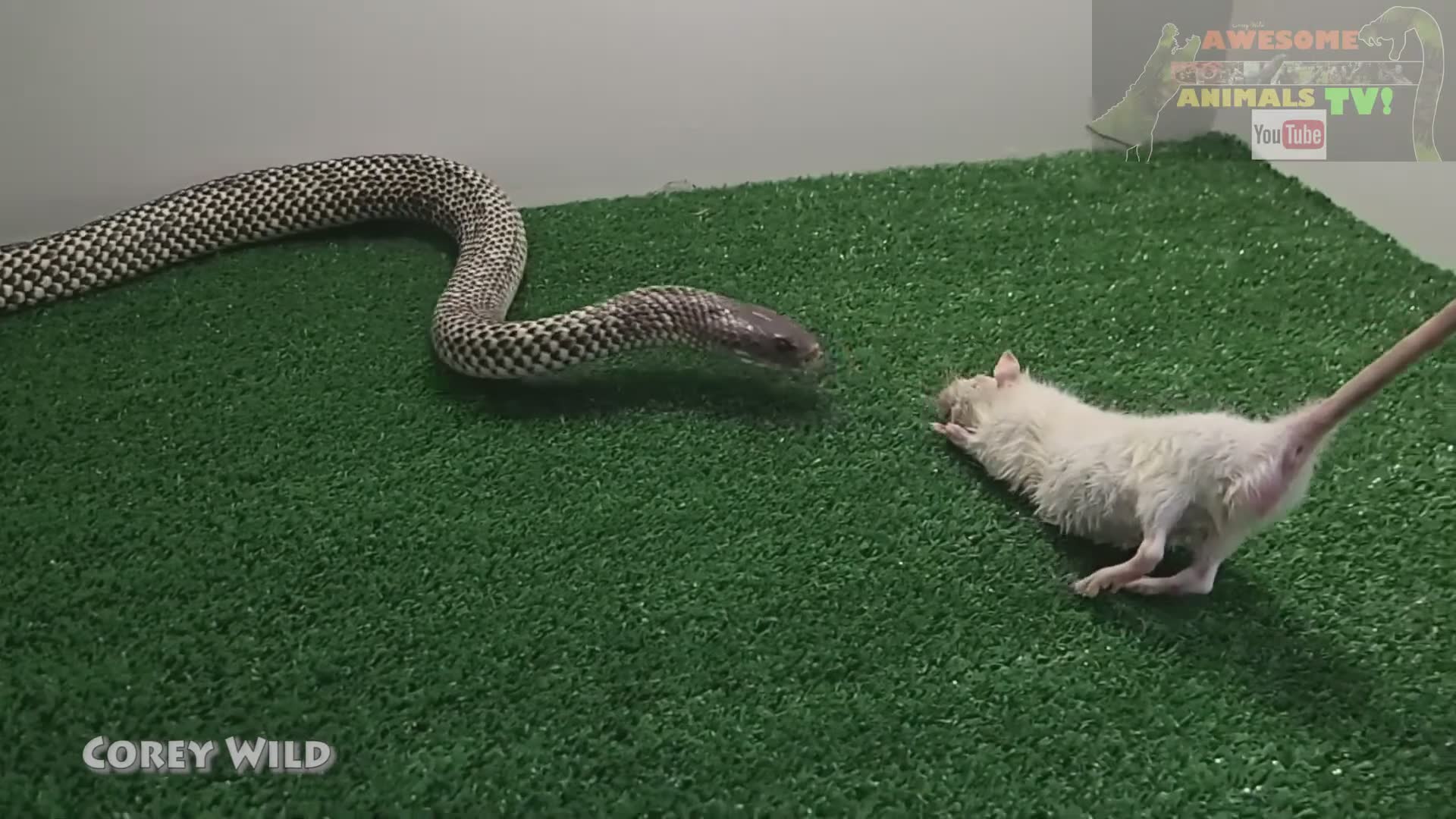Discovering deadly king brown snake in Australian outback