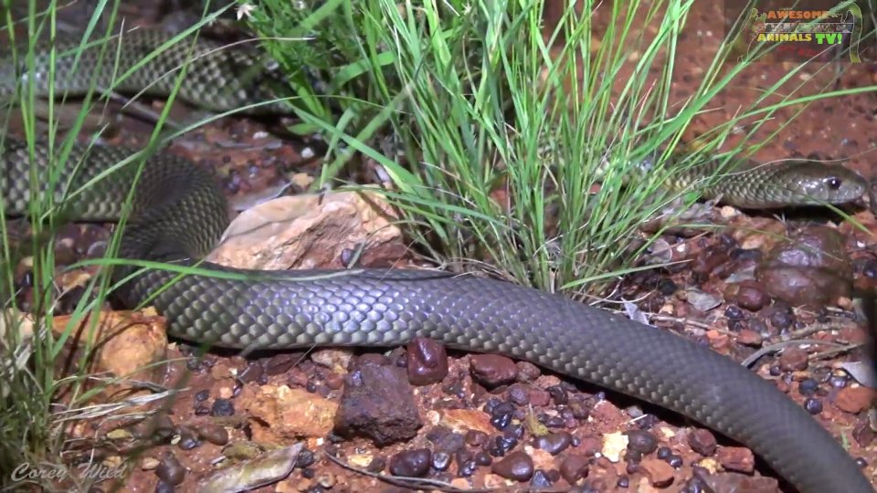 Discovering reptile and amphibian species in northern Australian wilderness
