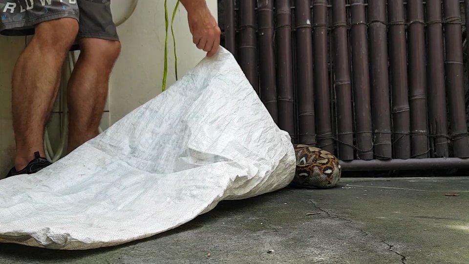 Witnessing massive reticulated python stalking prey caught on camera