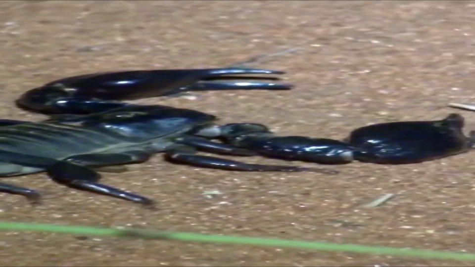 Witnessing dangerous spider and scorpion species in the wild