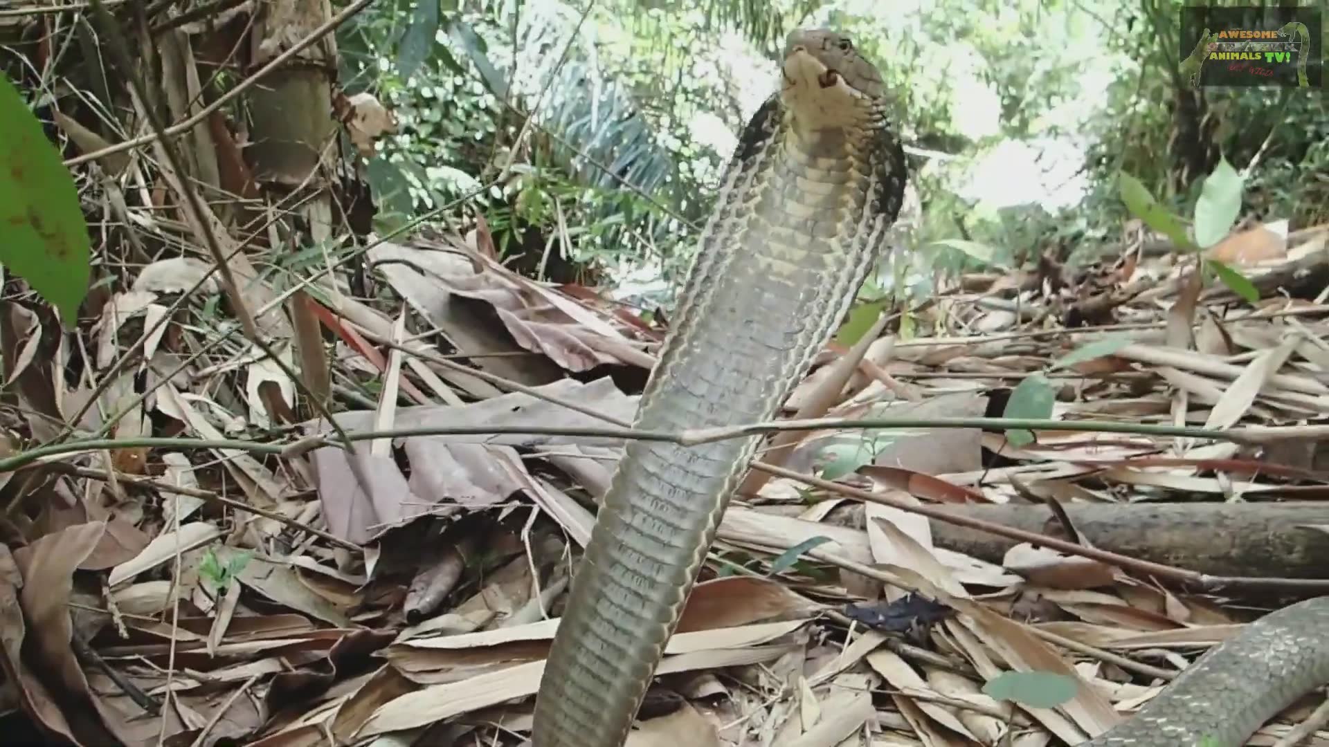 Tracking massive king cobra in Southeast Asian jungle