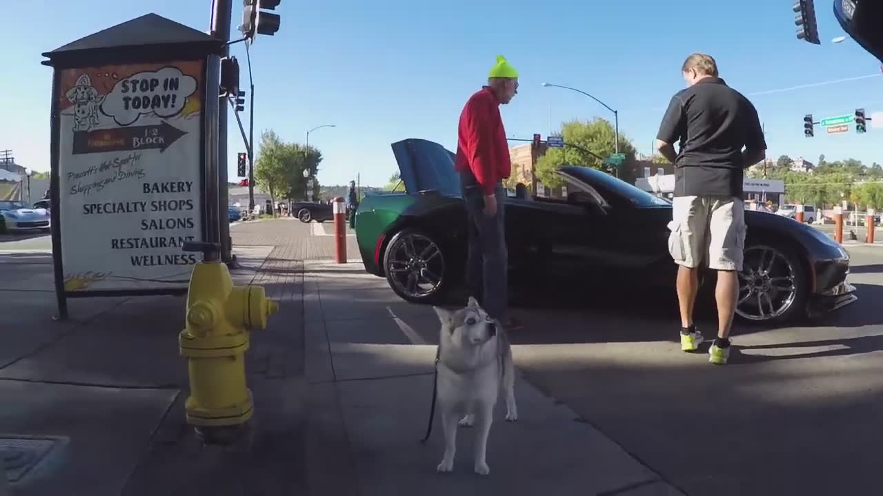 Friendly dog runs up to parked bikes
