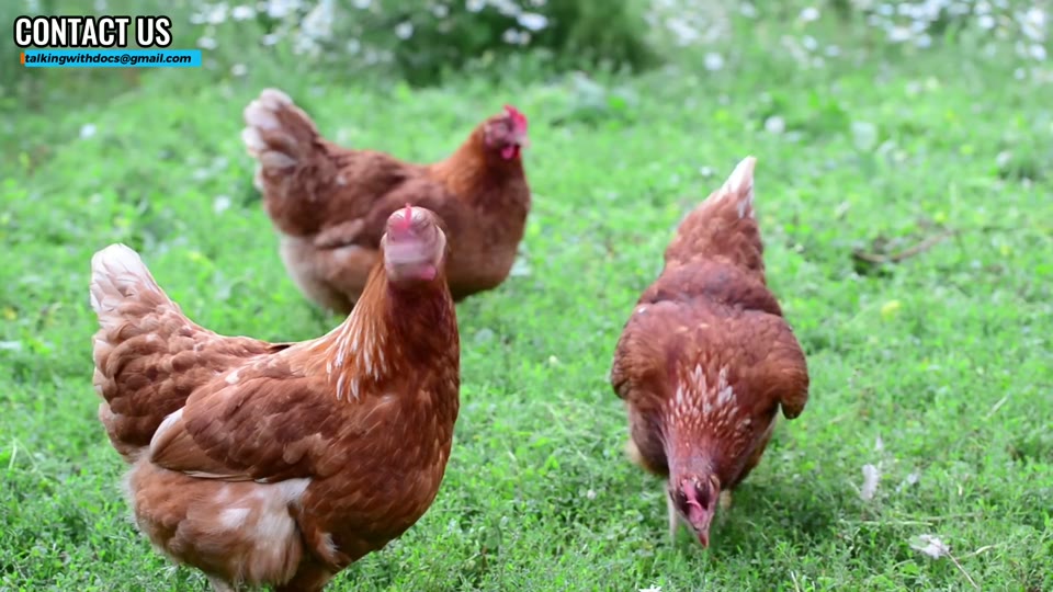 Doctors share what they tell patients about grass fed and free range