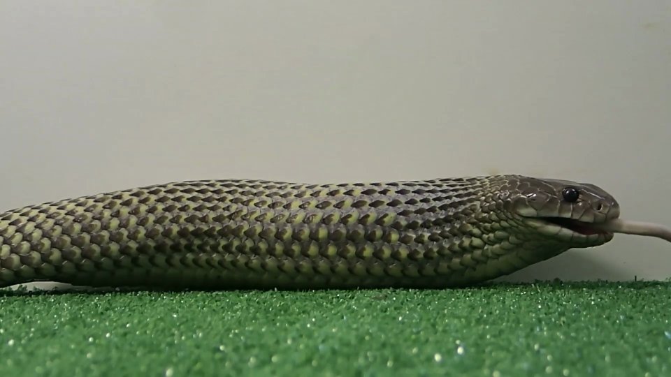 Witnessing deadly snake behavior caught on camera in Australian outback