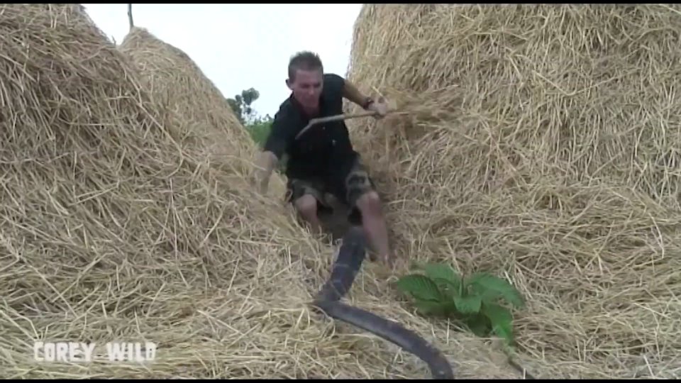 Discovering massive angry cobra species during field research