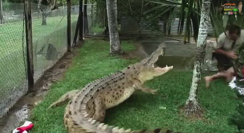 Witnessing intense crocodile encounters caught on camera