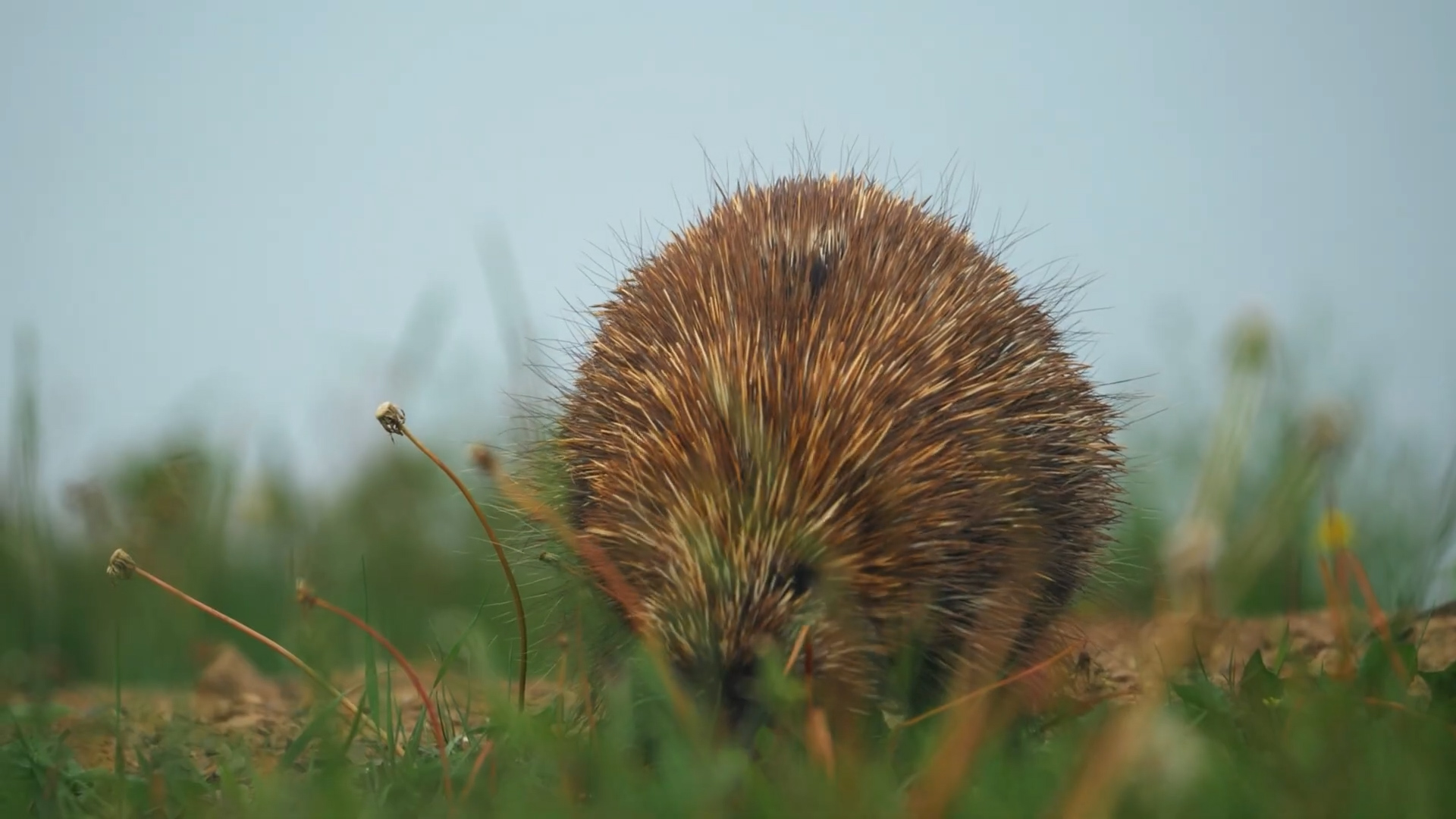 Animals biologists confirmed actually exist long after locals had been describing them clearly