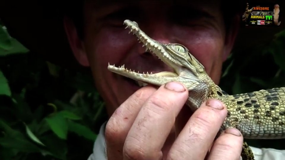 Discovering massive crocodile nesting behavior in the wild caught on camera