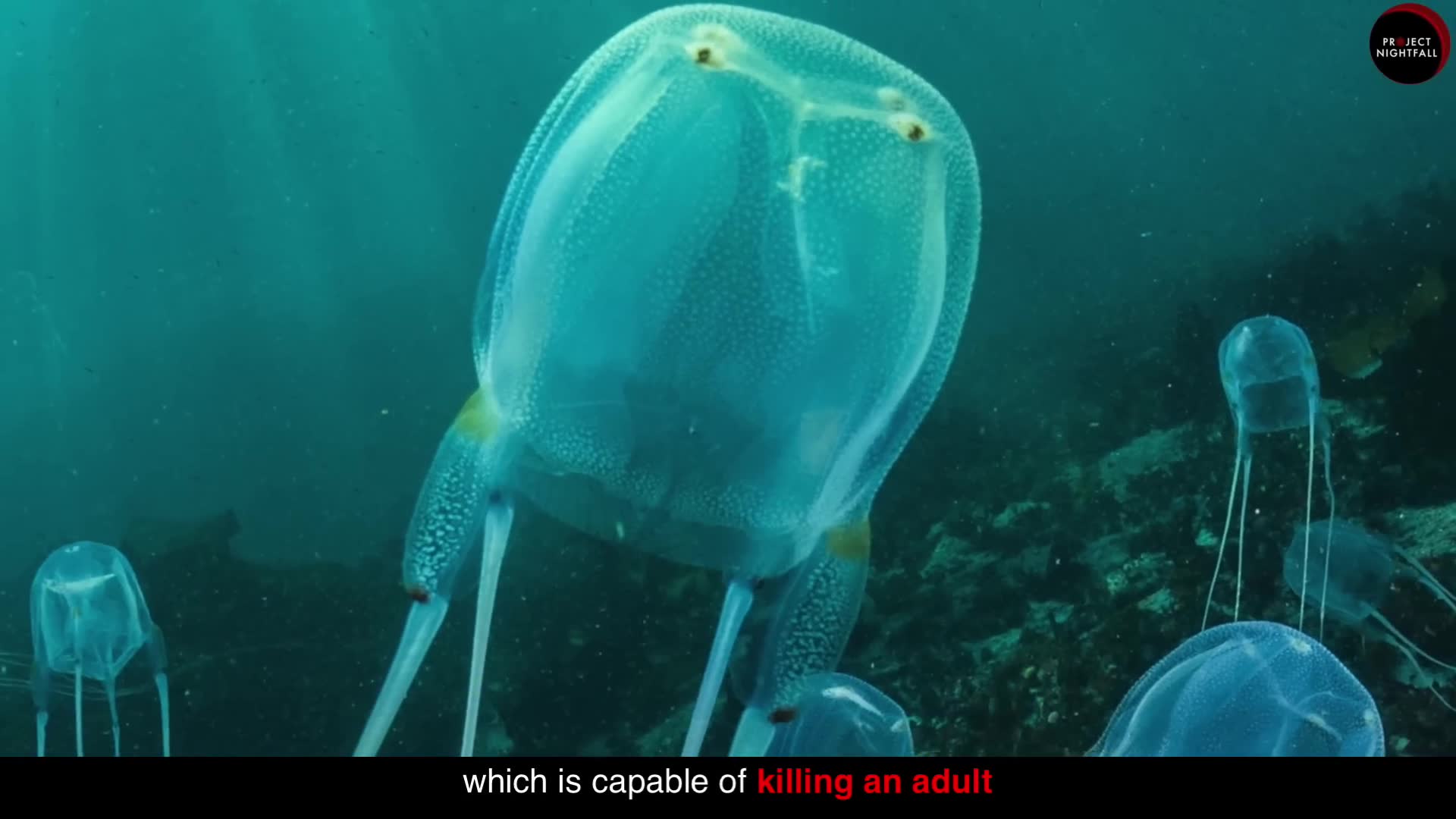 The world's only immortal animal that can live forever