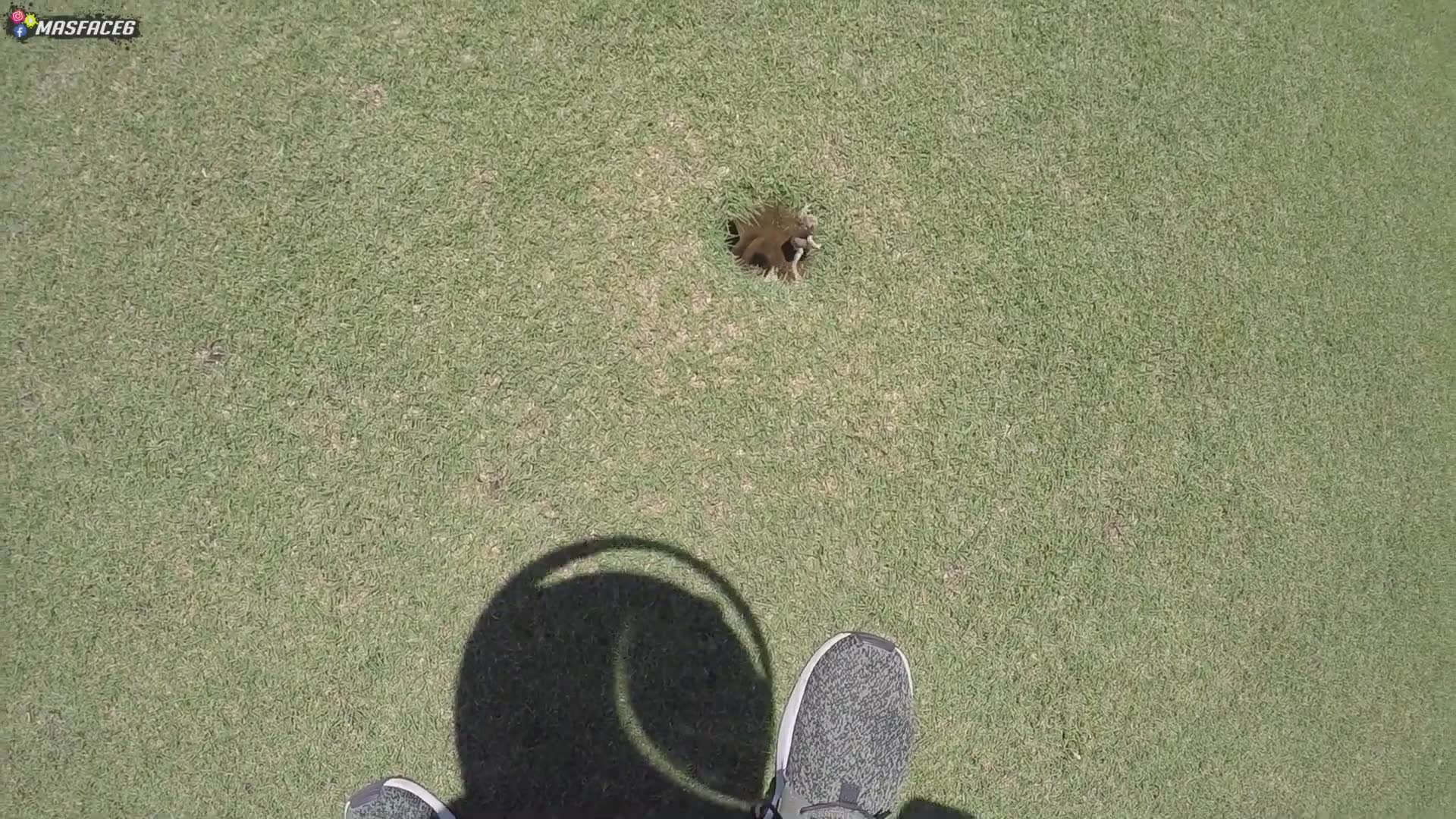 Golf course resident frog found in cup