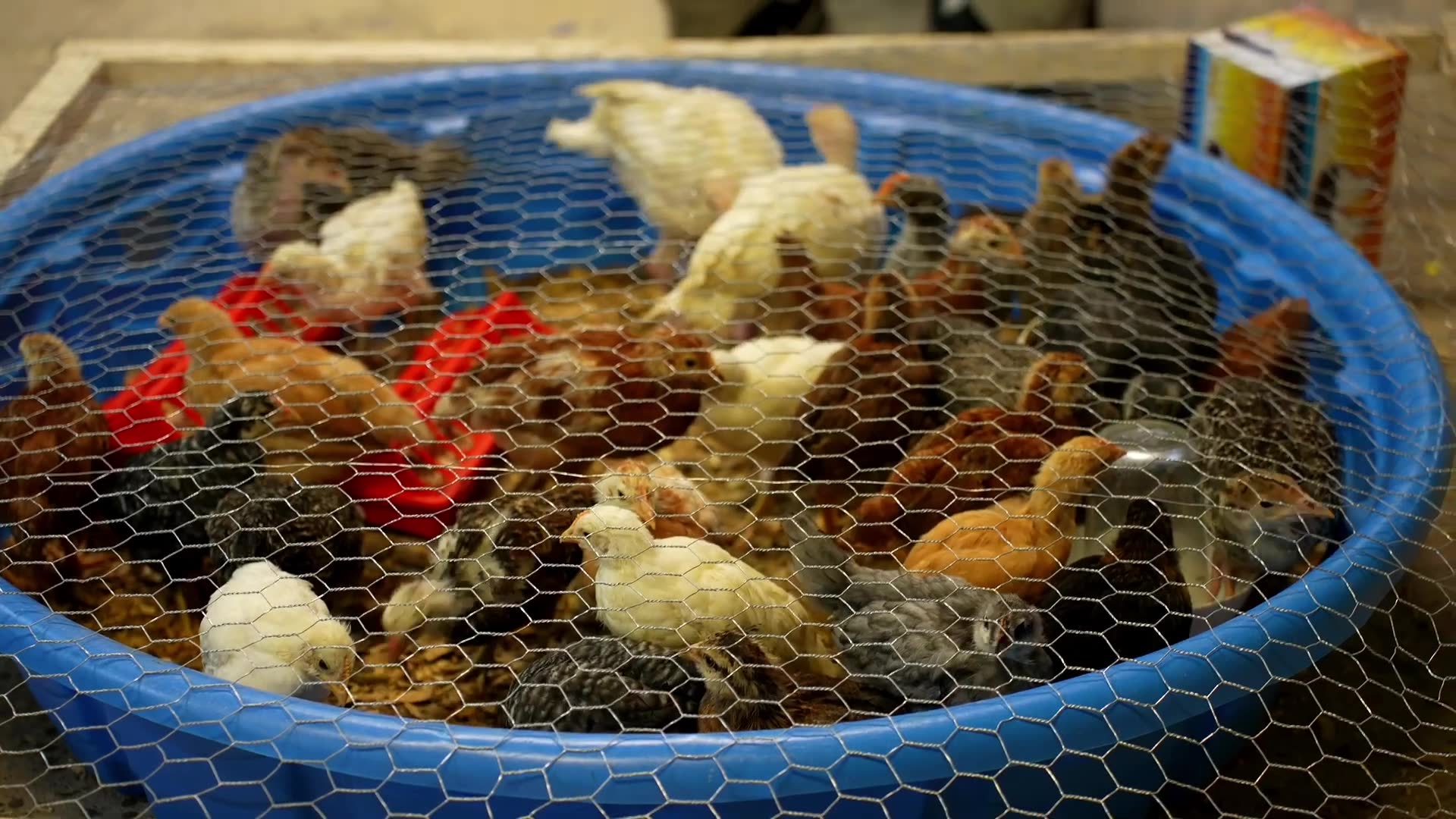 Whether a backyard chicken flock actually feeds a family during shortages