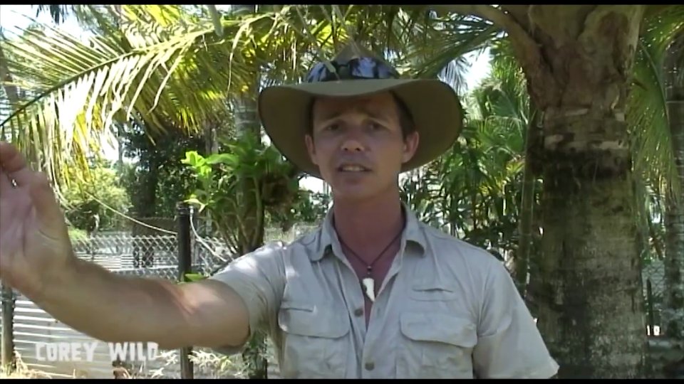 Discovering massive saltwater crocodile species caught on camera