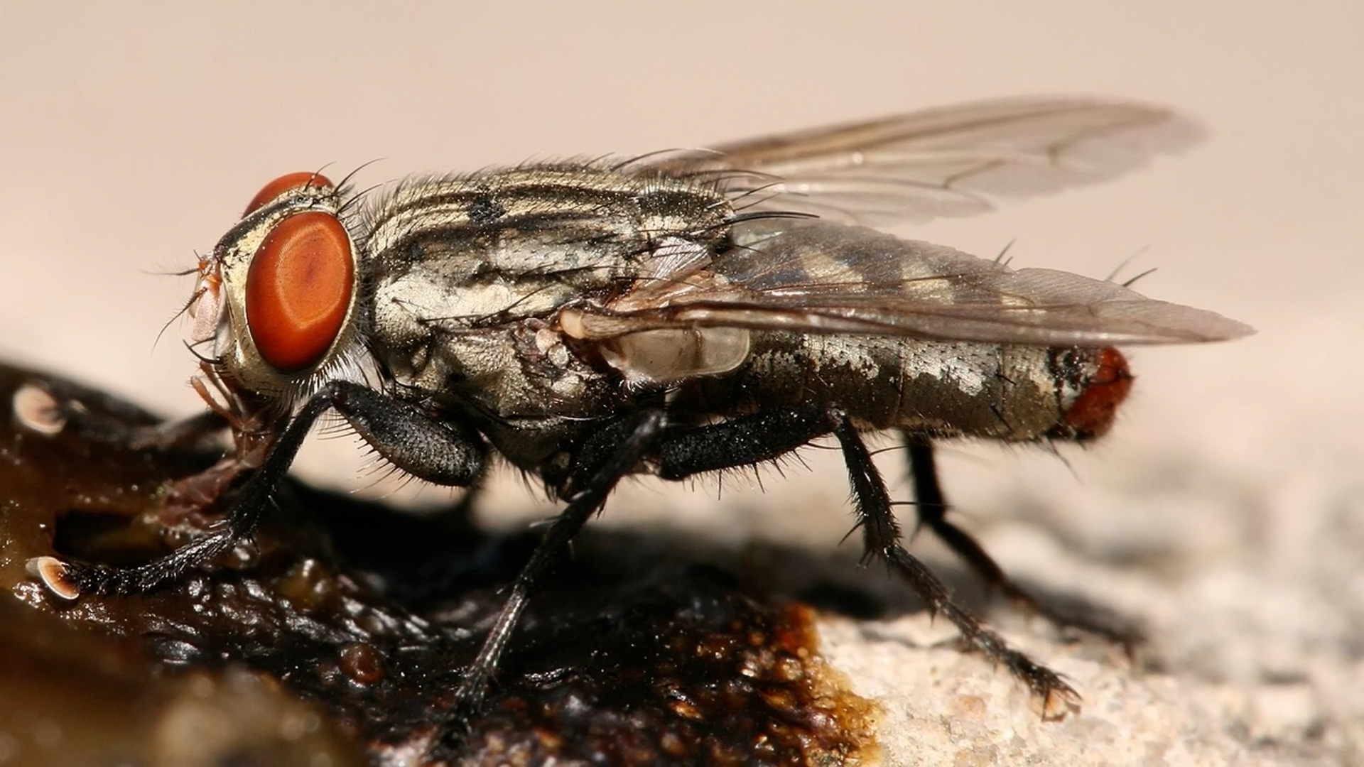 Insects living on humans constantly that their hosts thankfully cannot see without a microscope