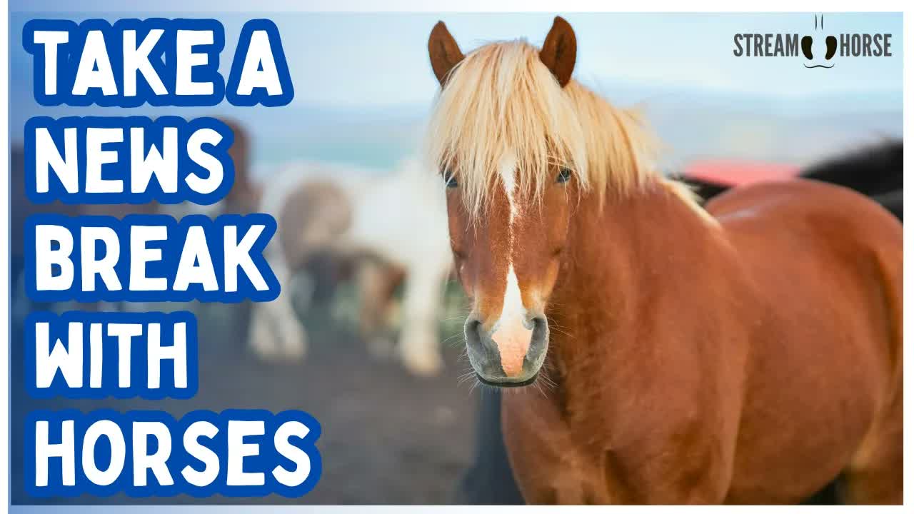 WATCH: The Most Powerful & Relaxing Horse Compilation (Global Journey) 🌏✨