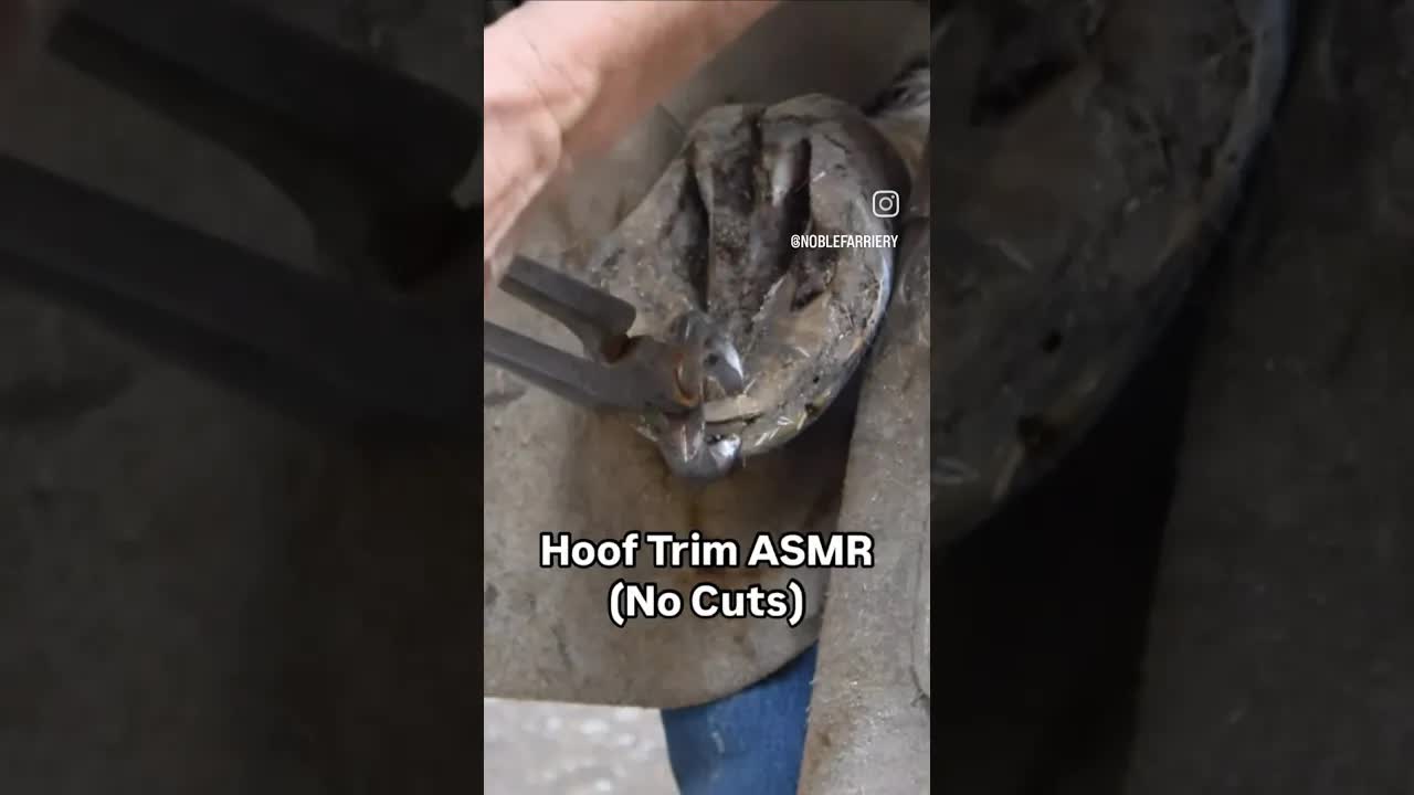 Using @ge_forge nippers to help us achieve our Noble Farriery Trim Methodology.  ⚒️