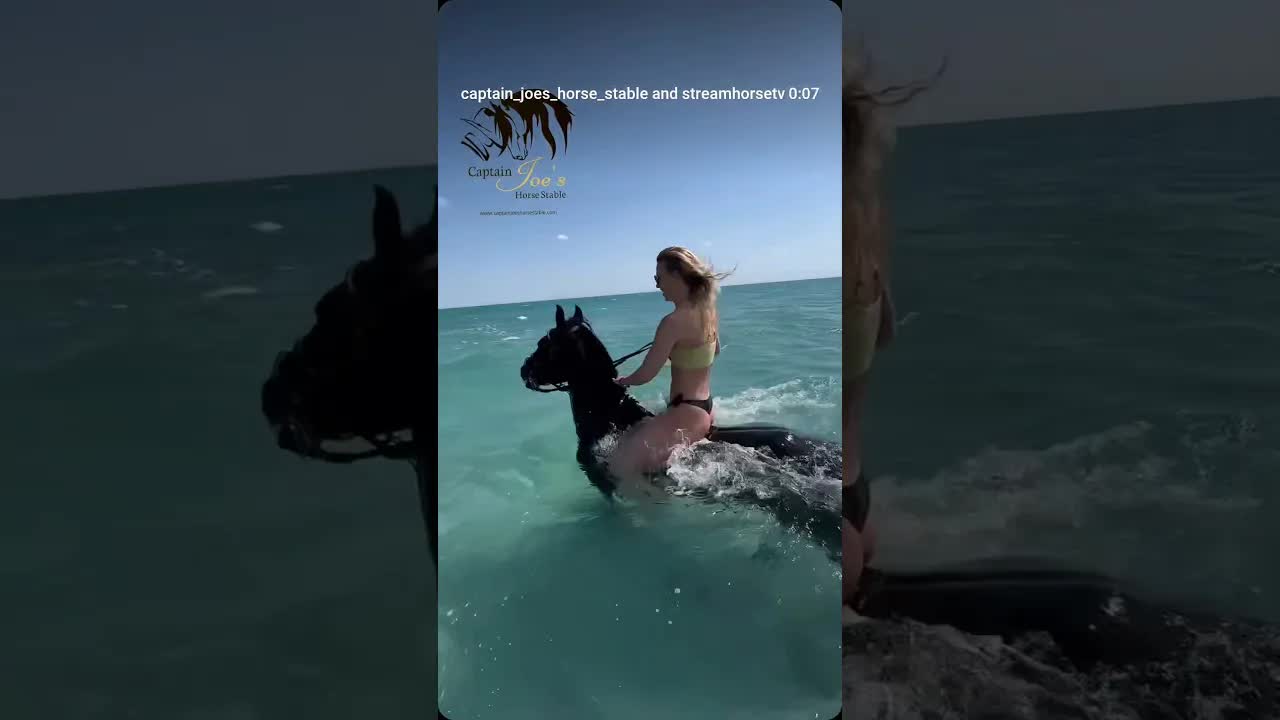 Swimming with the horses in hurghada 🔆🌴✈️🐪🇪🇬