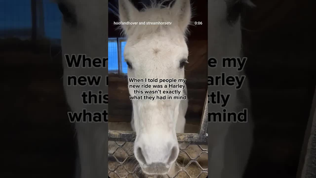 Meet Harley: my handsome little paso fino rescue! 🐎 over 🏍️ don’t you think?